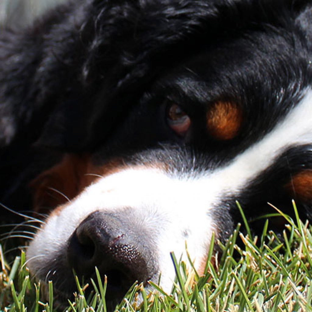 bernese mountain dog playing in the lawn